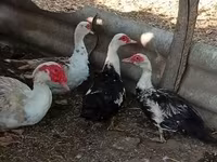 Ducks — foto 7
