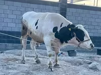 ወንድ በሬ, Holstein breed — ፎቶ 2