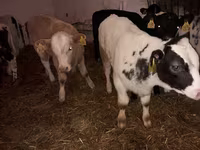گاو و گوساله (گروه، جنسیت مشخص نشده), Simmental cattle — عکس 2