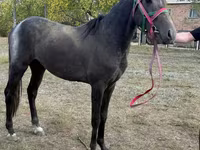 Kůň, Orlov Trotter — foto 1