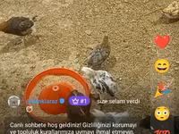 Chickens — عکس 3
