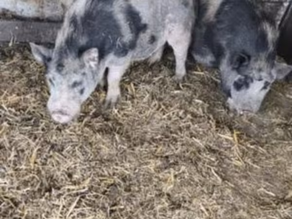 Babi betina, Гёттингенский минипиг