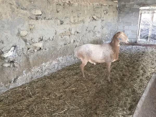 قوچ, Rhon sheep