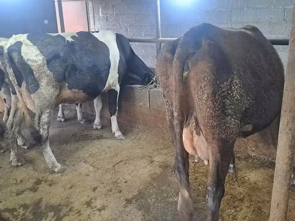 گاو ماده, Russian Black pied cattle