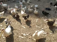 Ducks — fotografija 7