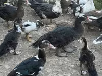 Ducks — عکس 4