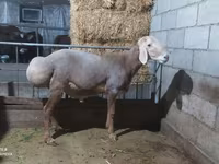 Koç, Arashan sheep — foto 2
