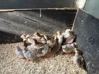Guinea fowl — լուսանկար 2