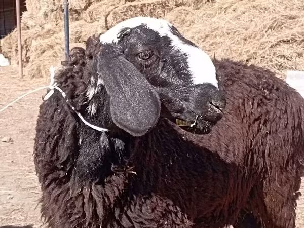 قوچ, Edilbay sheep
