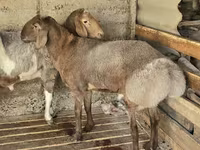 Qoʻchqor, Arashan sheep — 6-rasm