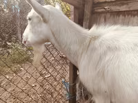 Буз, Saanen goat — акс 1