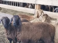 แกะตัวผู้, Hissar sheep — รูปภาพ 1