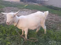 แพะตัวเมีย, Saanen goat — รูปภาพ 4