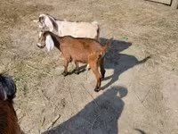 Ziege, Nubian Goat — Foto 1