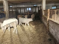 Sapi, Charolais cattle — foto 5