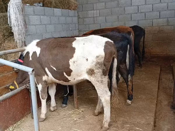 Krava, Russian Black pied cattle