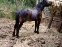 Égua, Cavalos — foto 1