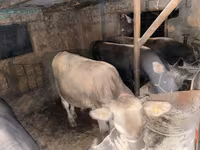 گاو نر, گاو — عکس 4