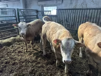 Lembu ternakan (lot, jantina tidak dinyatakan), Charolais cattle — foto 3