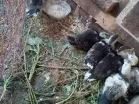 Ducks — photo 2