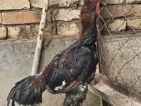 ไก่ชาโม — รูปภาพ 1