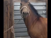 Cal, Kazakh horse — foto 5