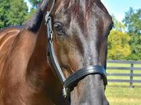 雄馬, Percheron — 写真 3