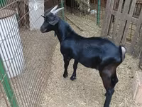 Kozel, Alpine goat — foto 8