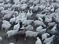 میش, Hampshire sheep — عکس 2