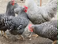 Chickens — zdjęcie 3