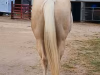 اسب نر, Quarter Horse — عکس 8