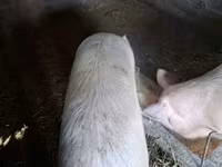 خوک ماده, Крупная белая — عکس 1