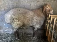 قوچ, Rhon sheep — عکس 3
