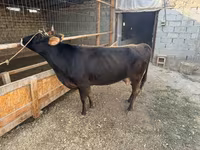 ላም, Cattle — ፎቶ 4
