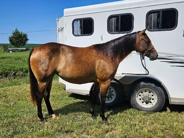 مادیان, Quarter Horse