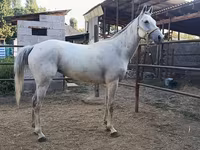 مادیان, اسب — عکس 1