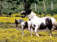 Άλογο, Gypsy horse — φωτογραφία 1