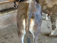 Ko, Russian Black pied cattle — foto 7