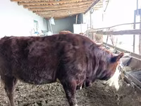 Toro, Mucca kazaka a testa bianca — foto 5
