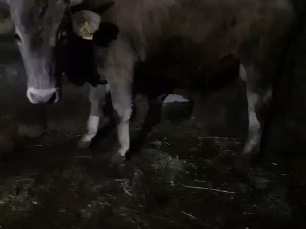 Banteng, Cattle