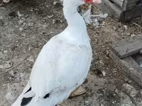 Guinea fowl — 照片 2