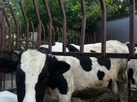 ხარი, Russian Black pied cattle — ფოტო 3