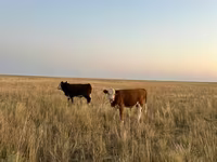 Stier, Hereford — foto 1