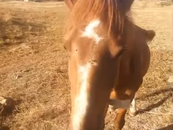 Cavallo, Cavalli