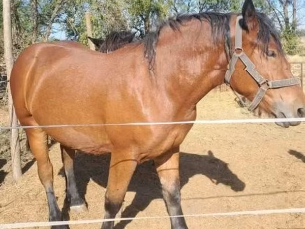 Iapă, Hungarian horse breed