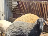 Biri-biri betina, Karakul sheep — foto 3