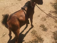 Billy Goat, Nubian Goat — photo 2