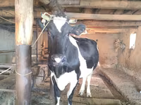 Vacă, Russian Black pied cattle — foto 4