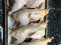 Quails — 2 зураг
