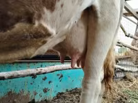 Αγελάδα, Simmental cattle — φωτογραφία 2